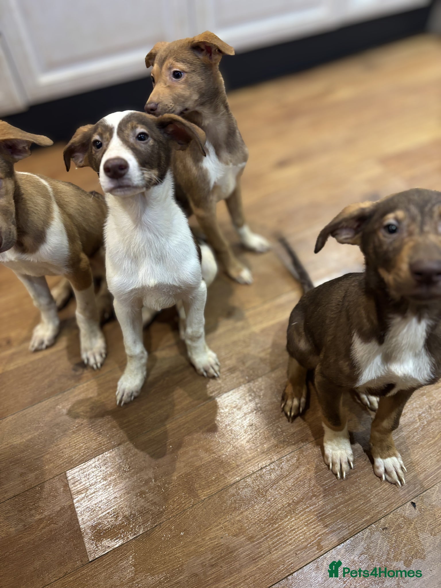 Mixed Breed dogs Mixed Breed Pups - Advert 9