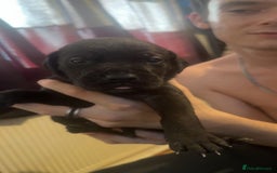 Cane Corso dogs for sale: Puppies - Image 10