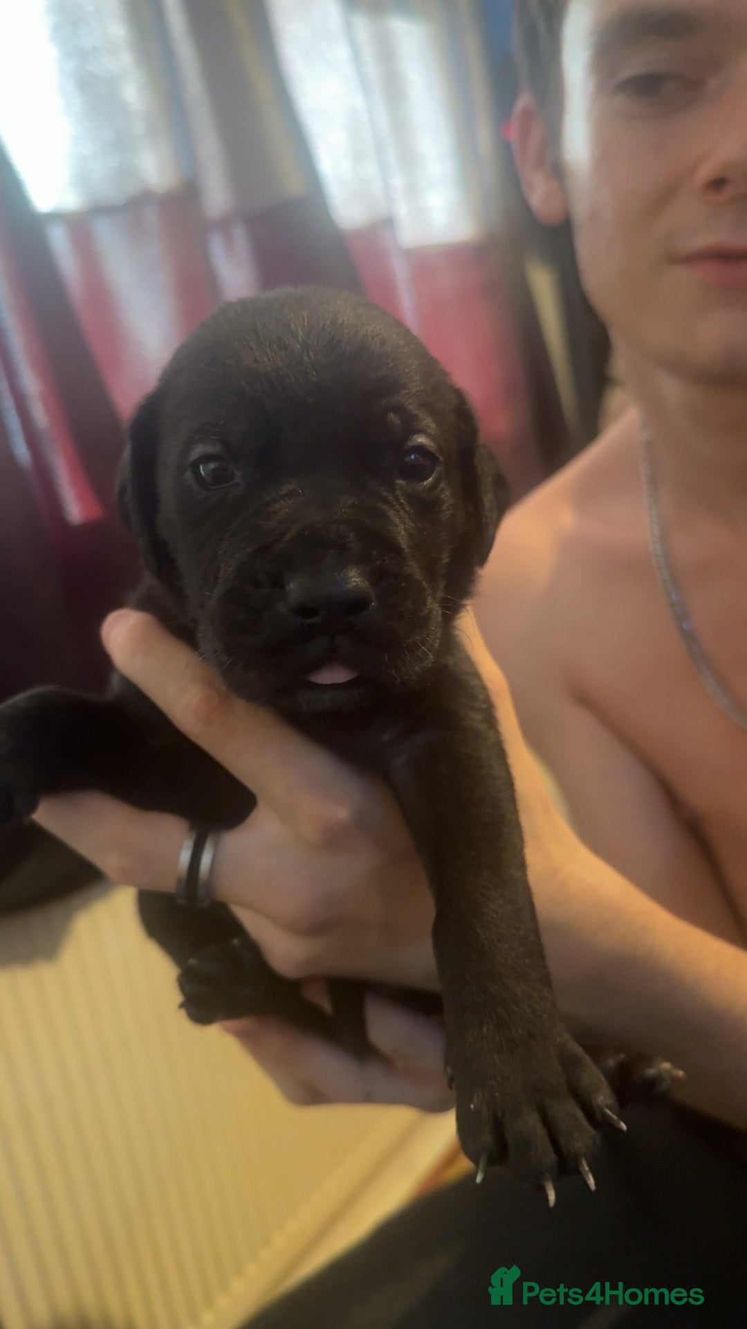 Cane Corso dogs for sale: Puppies - Image 10