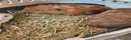 Guinea Pig rodents for sale: baby boy guinea pigs READY NOW - Advert 3
