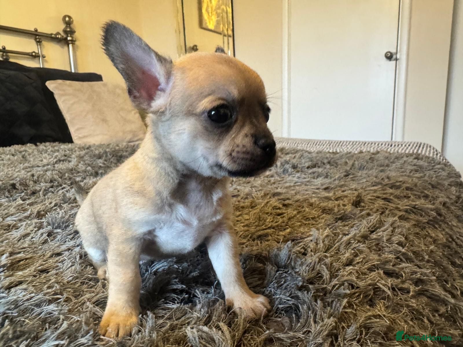 Chihuahua dogs Beautiful Chihuahua puppies  - Advert 7