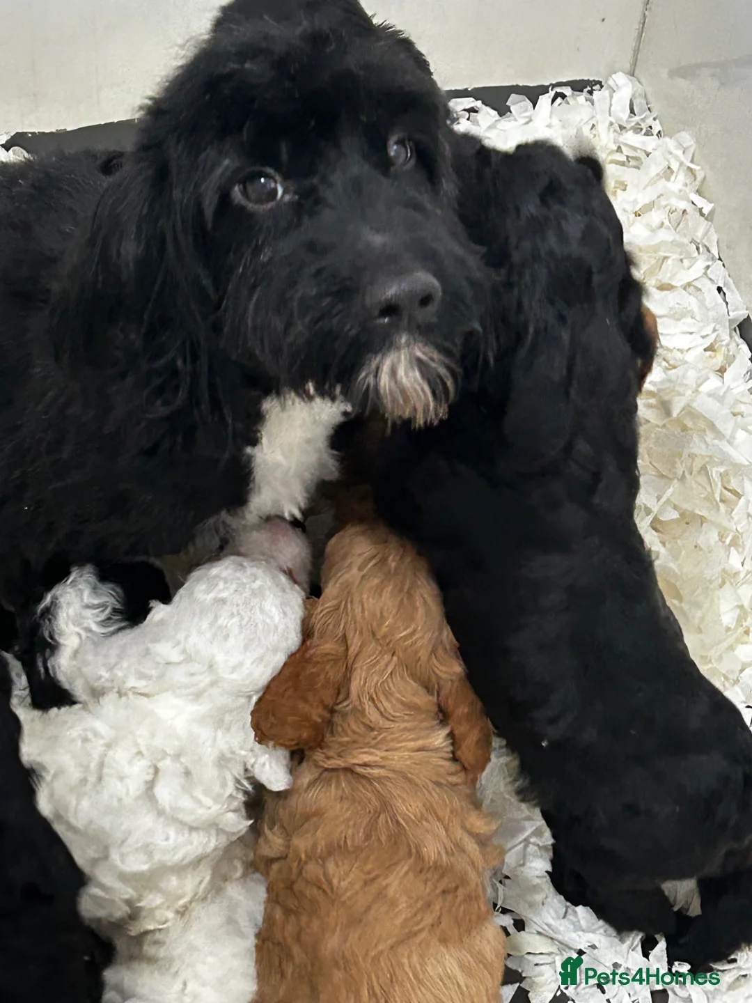 Cockapoo dogs for sale: Stunning Cockerpoo puppies 4 loving homes  - Advert 8