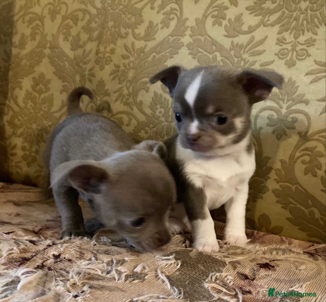 Chihuahua dogs for sale: Chihuahua girls from licensed breeder - Image 11