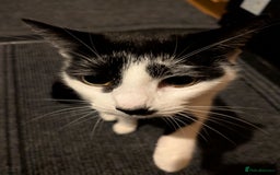 Domestic Shorthair cats for sale: Female spayed chipped vaccinated needs new home  - Advert 4