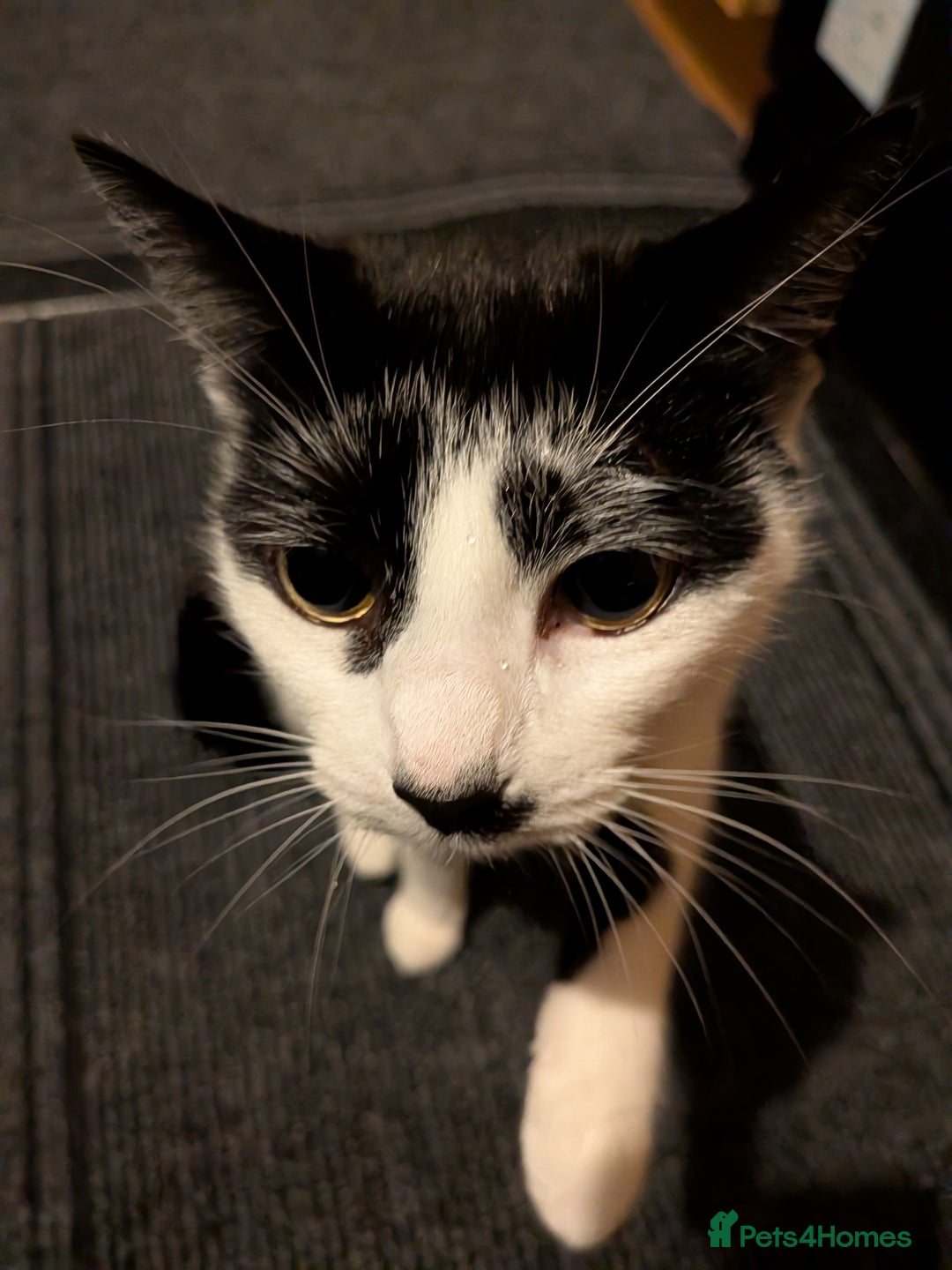 Domestic Shorthair cats for sale: Female spayed chipped vaccinated needs new home  - Advert 4