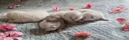 British Shorthair cats for sale: 💖GOLDEN & SILVER BSH & BLH KITTENS💖 - Advert 7