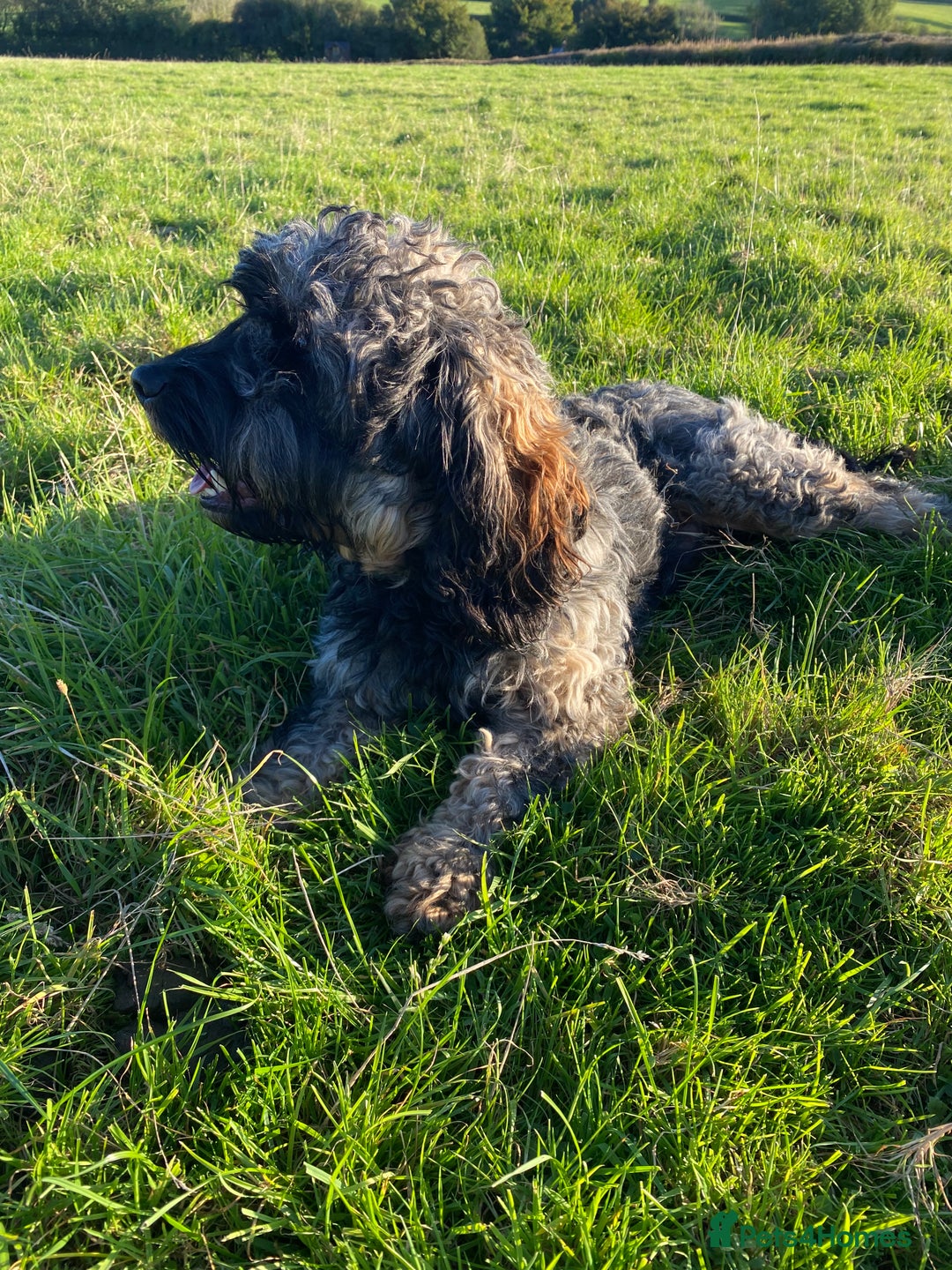 Cockapoo dogs for sale: ✨ F2 Cockapoo Puppies – Ready mid Nov ✨ - Image 6