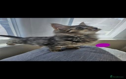 Bengal cats for sale: Elven Bengals - Image 12