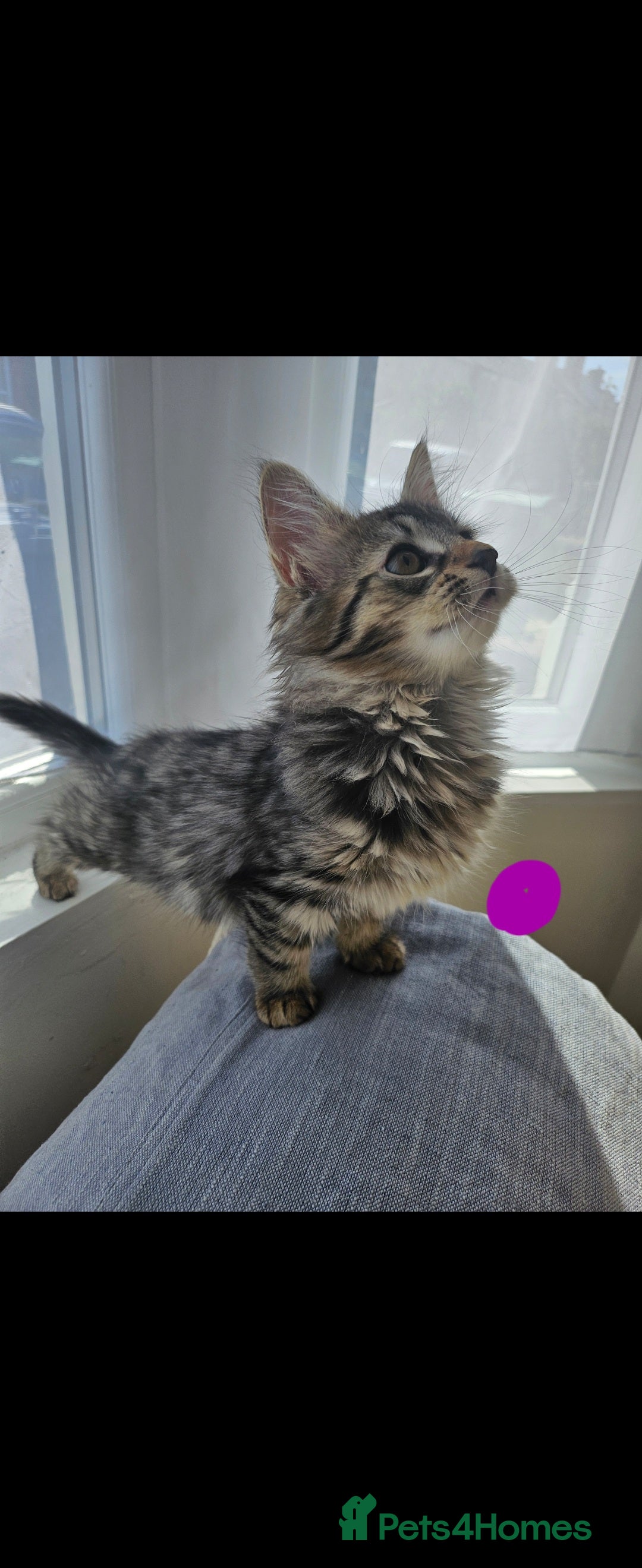 Bengal cats for sale: Elven Bengals - Image 12