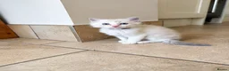 Ragdoll cats for sale: ✨ Beautiful Ragdoll Kittens – Ready Now ✨ - Advert 7