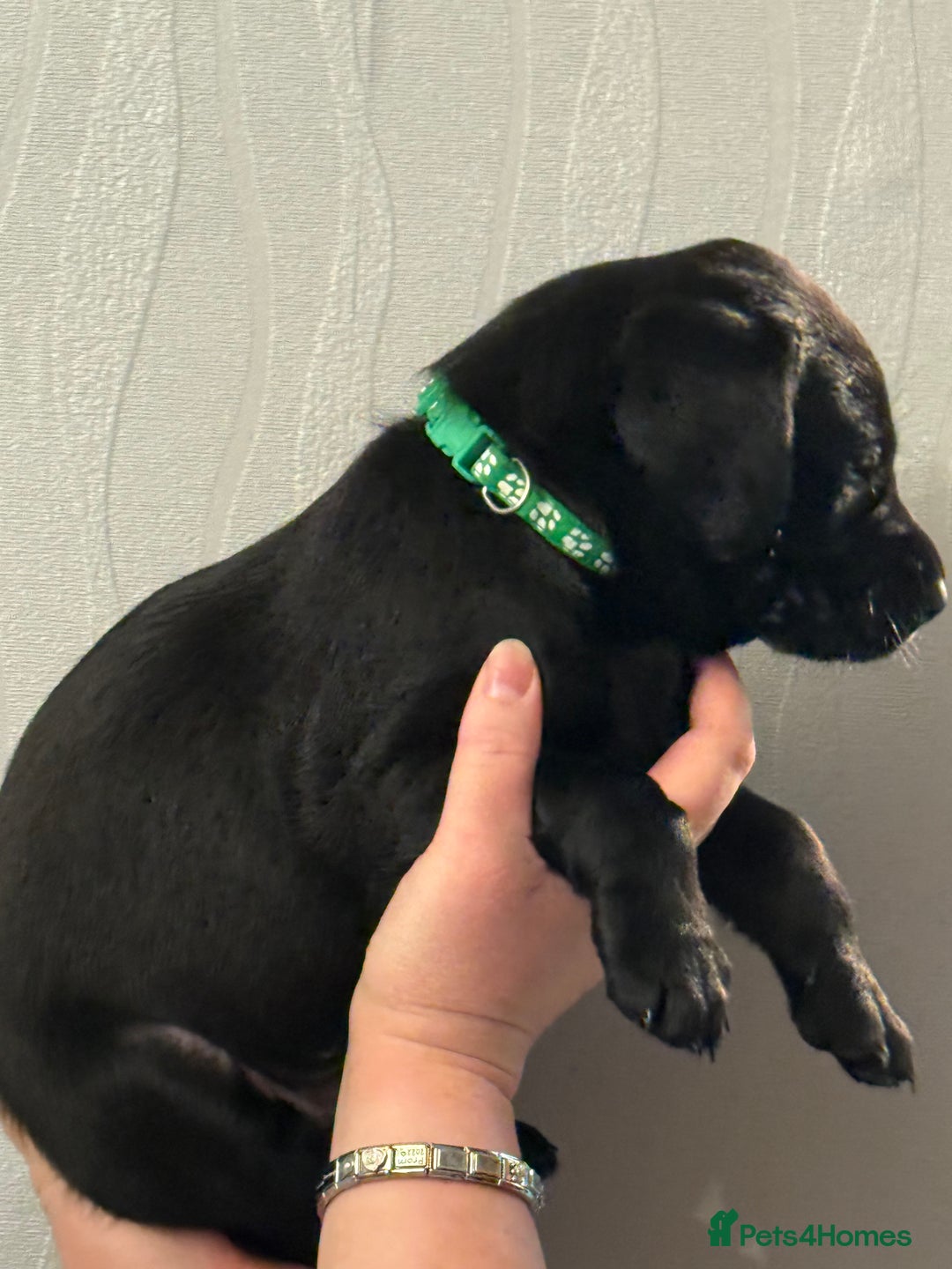 Labrador Retriever dogs for sale: Labrador puppies  - Advert 18