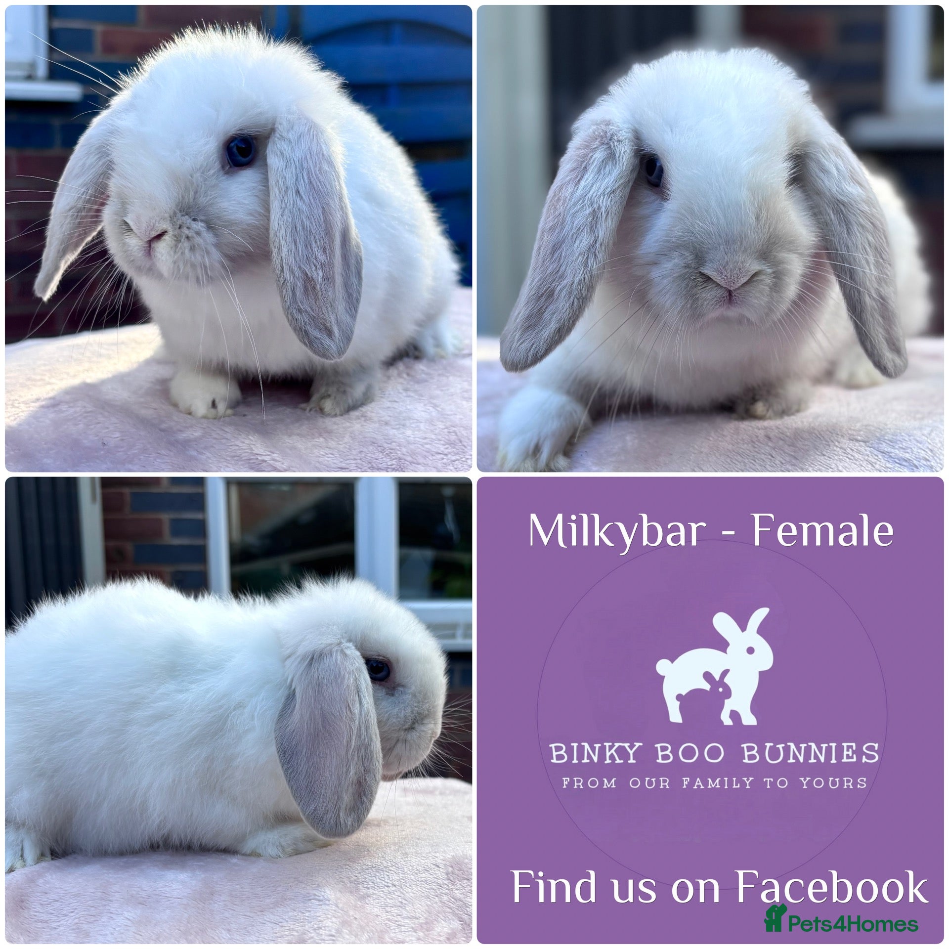 Mini Lop rabbits Perfect Mini Lop Baby Bunnies - Ready to leave  - Advert 2