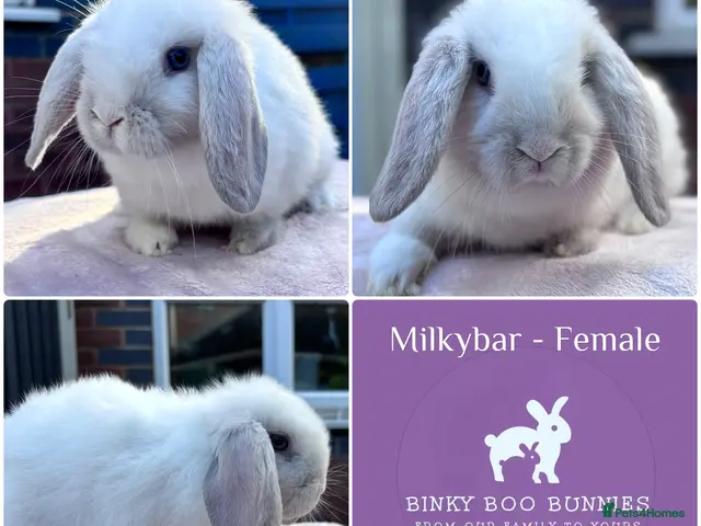 Mini Lop rabbits for sale: Perfect Mini Lop Baby Bunnies - NOW RESERVED - Advert 2