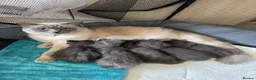 Ragdoll cats for sale: Ragdoll/Nebelung kittens - Advert 1