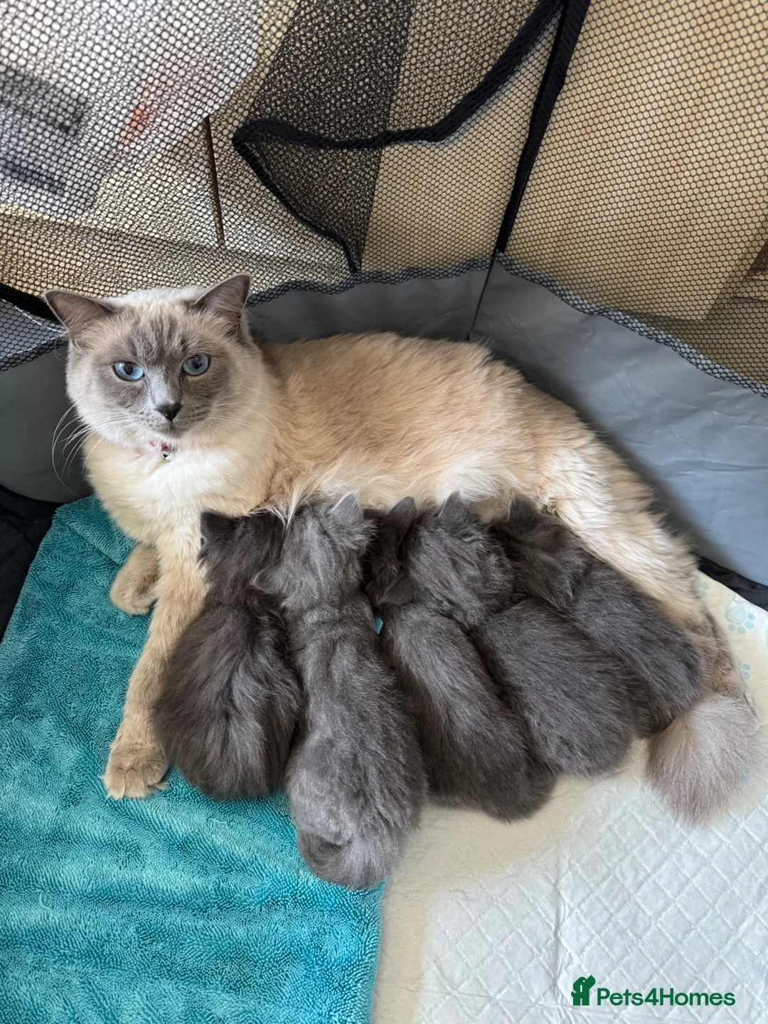 Ragdoll cats for sale: Ragdoll/Nebelung kittens - Advert 1