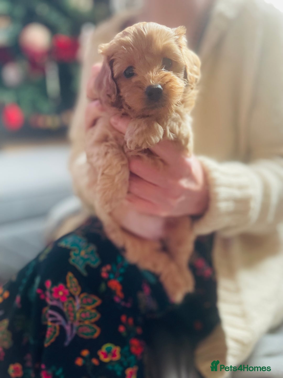 Cavapoo dogs for sale: F2 toy Cavapoo - Advert 7