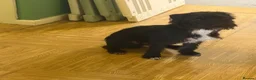 Patterjack dogs for sale: Bear  in Stourbridge - Advert 7