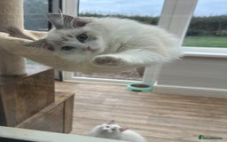 Ragdoll cats for sale: Seal lynx boy. GCCF reg. champion lines - Image 5