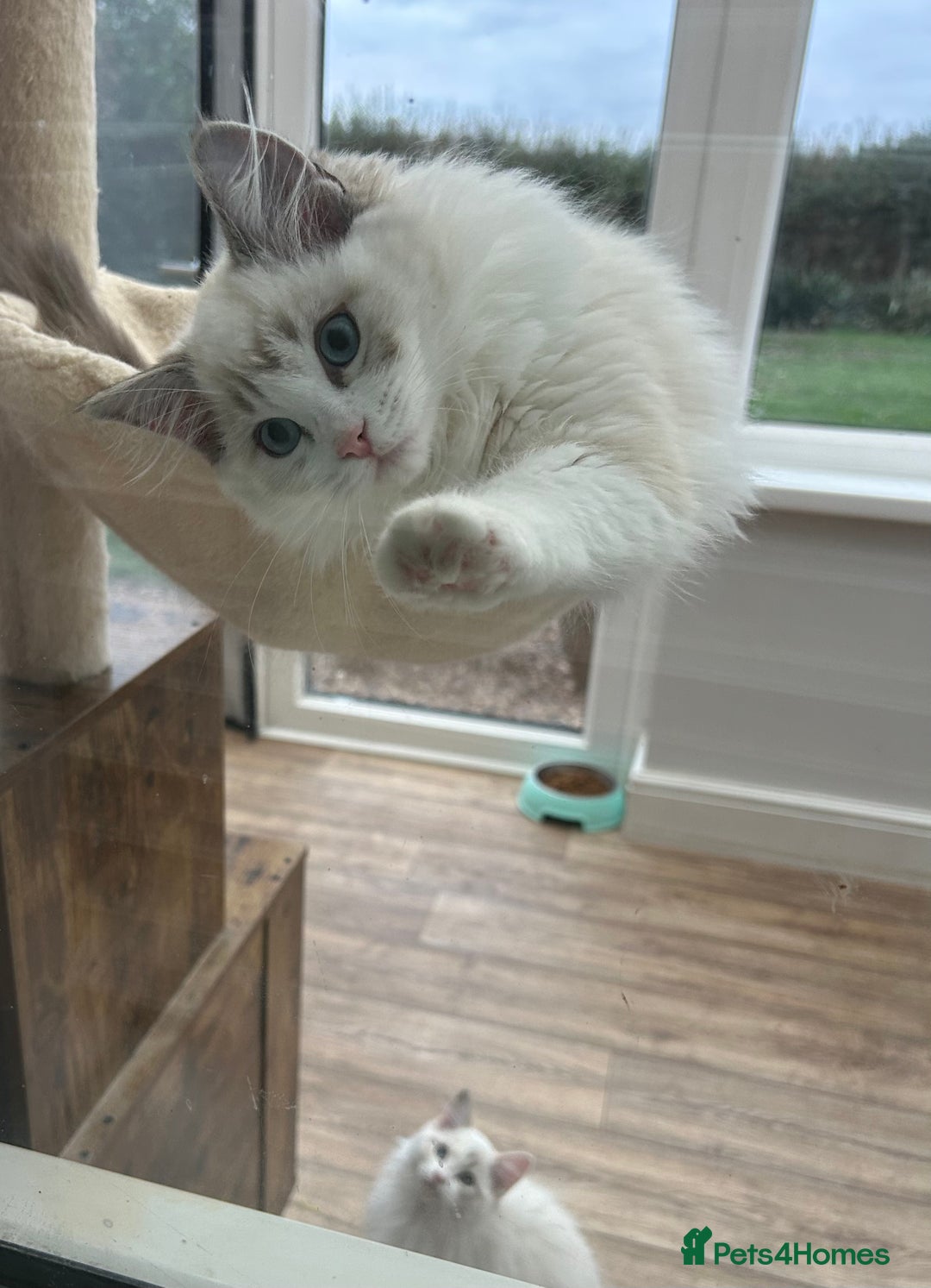 Ragdoll cats for sale: Seal lynx boy. GCCF reg. champion lines - Image 5