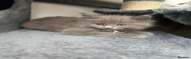 Maine Coon 1