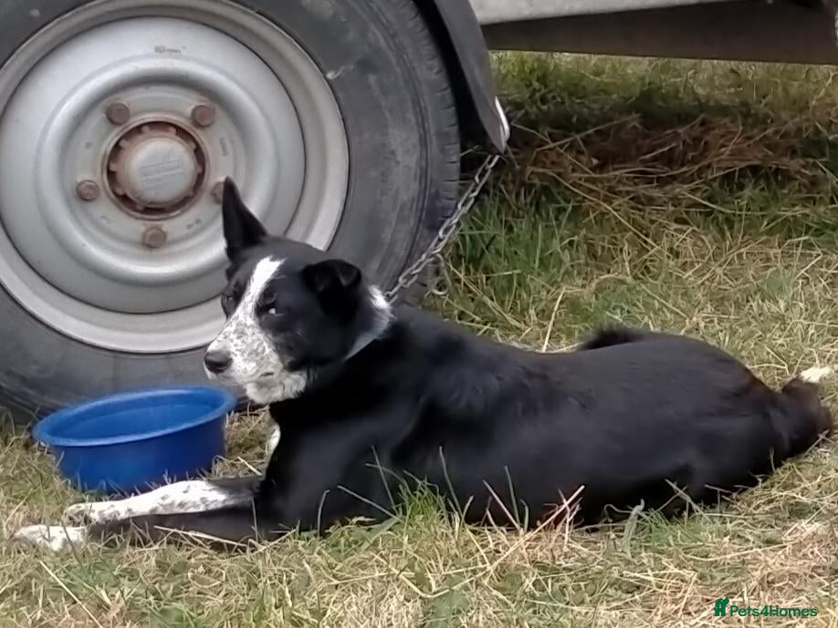 Border Collie dogs Sheepdog pups for sale - Advert 2