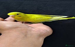 Budgerigars birds for sale: Silly hand tamed baby budgies for sale  - Image 5