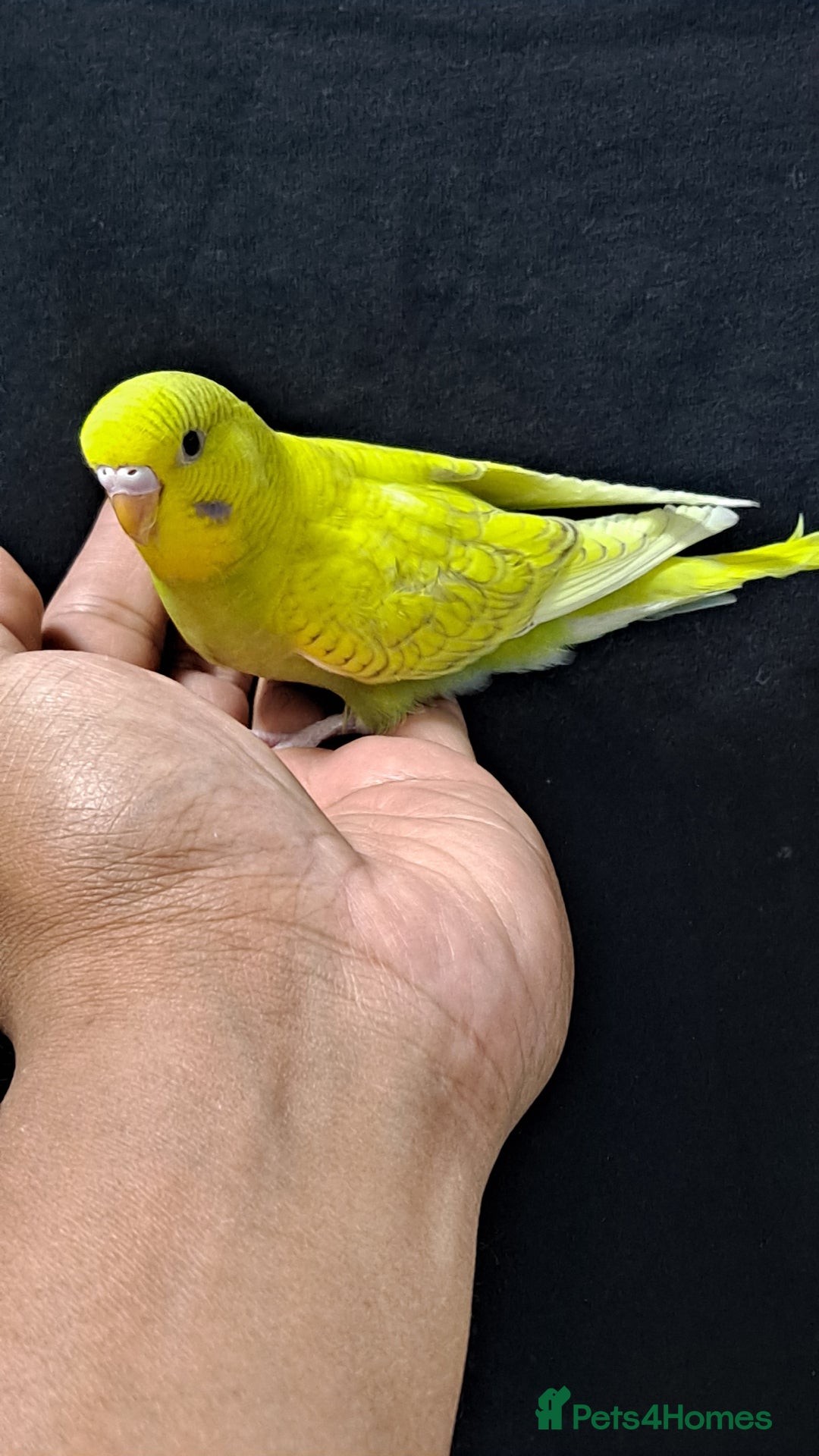 Budgerigars birds for sale: Silly hand tamed baby budgies for sale  - Image 5