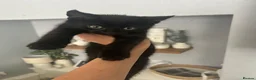 Mixed Breed cats for sale: 6 kittens for sale  - Advert 5