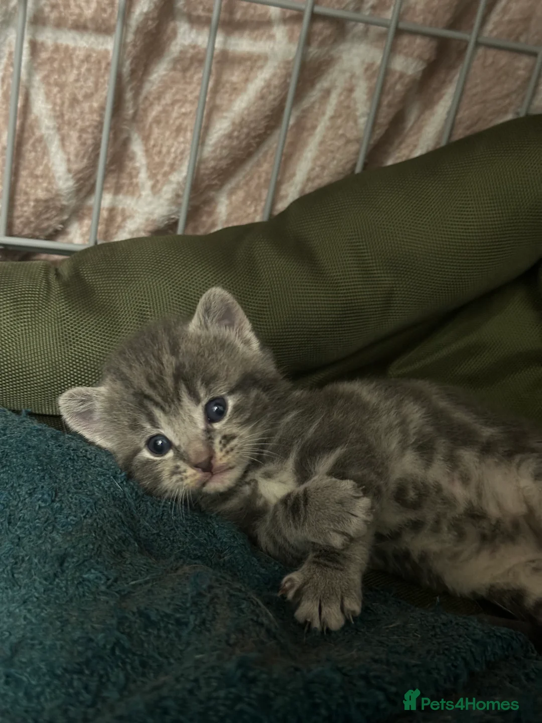 British Shorthair cats for sale: 7 beautiful British short hair crosses  - Advert 3