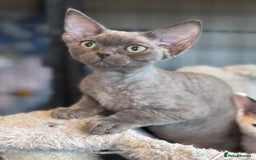 Devon Rex cats for sale: Blue pedigree Devons - Image 3