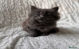 Maine Coon cats for sale: GORGEOUS MAINE COON KITTENS - Image 26