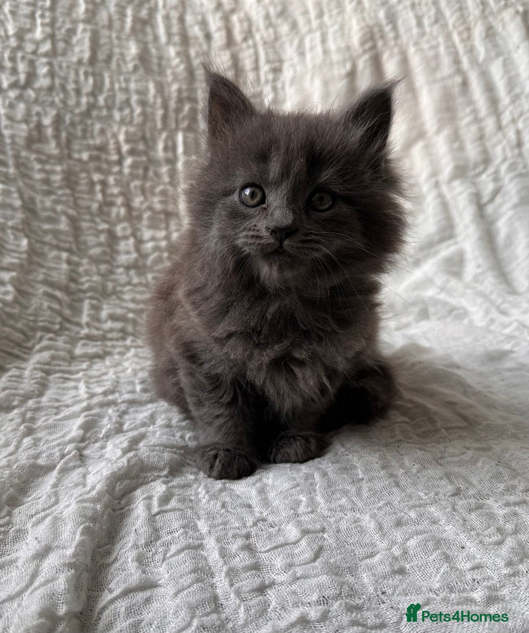 Maine Coon cats for sale: GORGEOUS MAINE COON KITTENS - Image 26