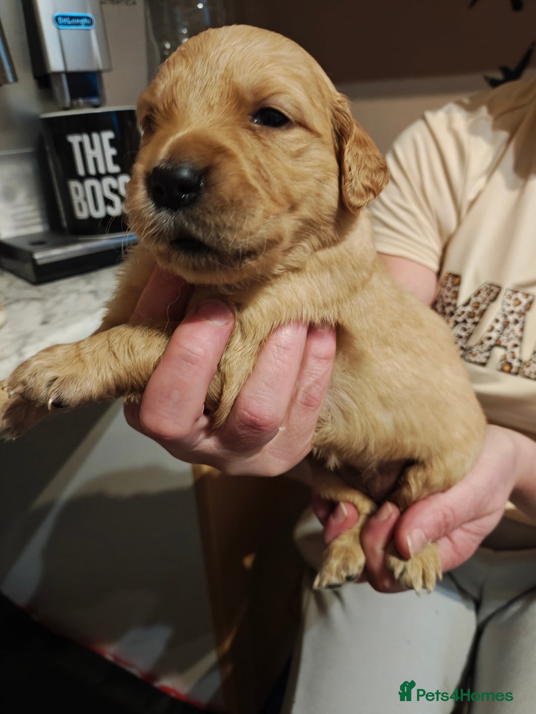 Golden Retriever dogs for sale: 10 Beautiful Golden Retriever puppies  - Advert 22