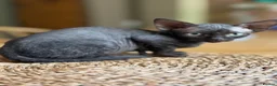 Devon Rex cats for sale: Two mischievous Devon Rex boys  - Advert 9