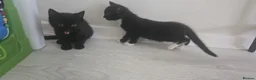 Domestic Shorthair cats for sale: 4 beautiful kittens ready for new home  - Advert 5