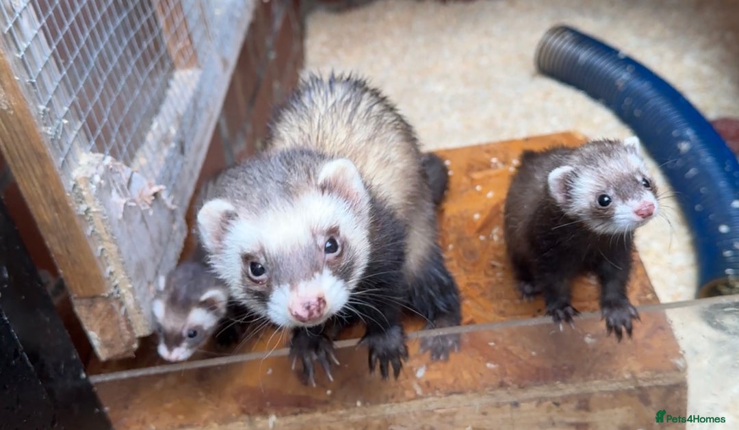 Ferret rodents for sale: Micro Jill Ferrets For Sale - Image 4