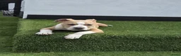 Mixed Breed dogs for sale: Mr  **   in Potters Bar - Advert 2