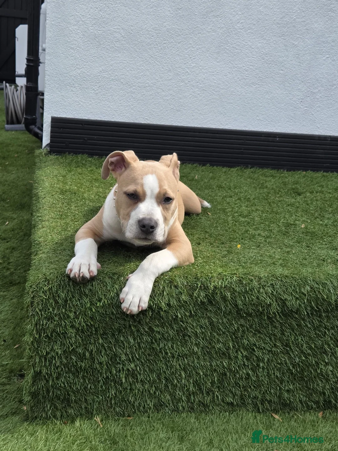 Mixed Breed dogs for sale: Mr  **   in Potters Bar - Advert 2