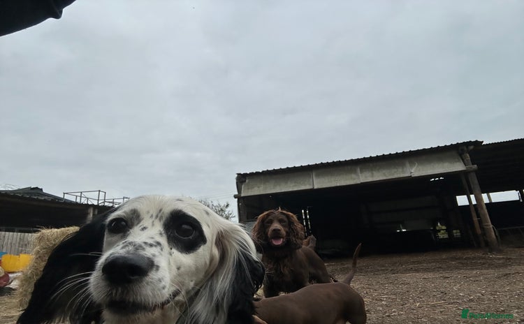 Cocker Spaniel dogs - Advert 9