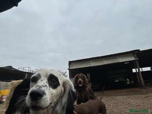 Cocker Spaniel dogs - Advert 1