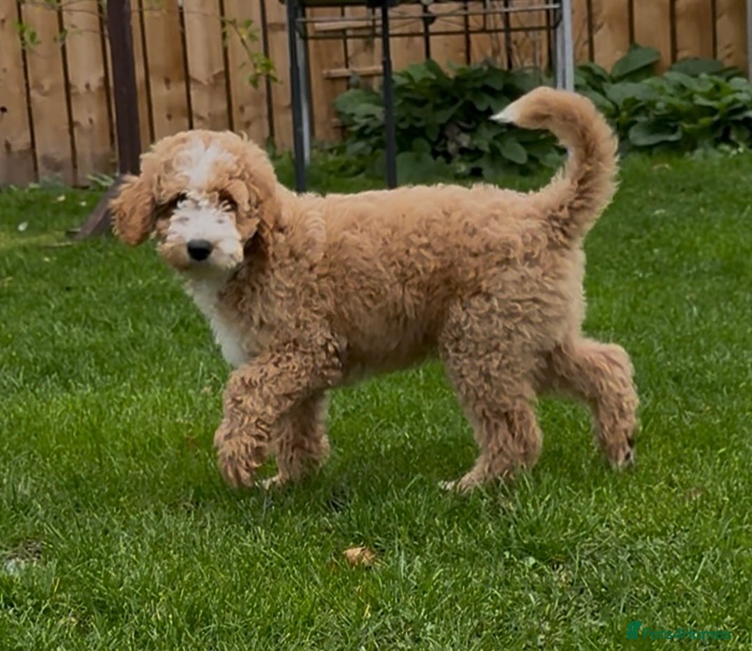 Mixed Breed dogs for sale: ❤️Teddy- Australian Golden Double Doodle ❤️ - Advert 3