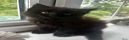 Mixed Breed cats for sale: ❤️ beautiful long-haired kittens boy and girl ❤️ in Luton - Advert 4