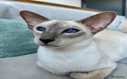 Oriental cats for sale: Outstanding Pedigree Oriental GCCF reg kittens - Image 11