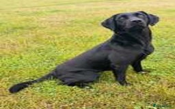 Labrador Retriever dogs for sale: Labrador Pups  - Image 2
