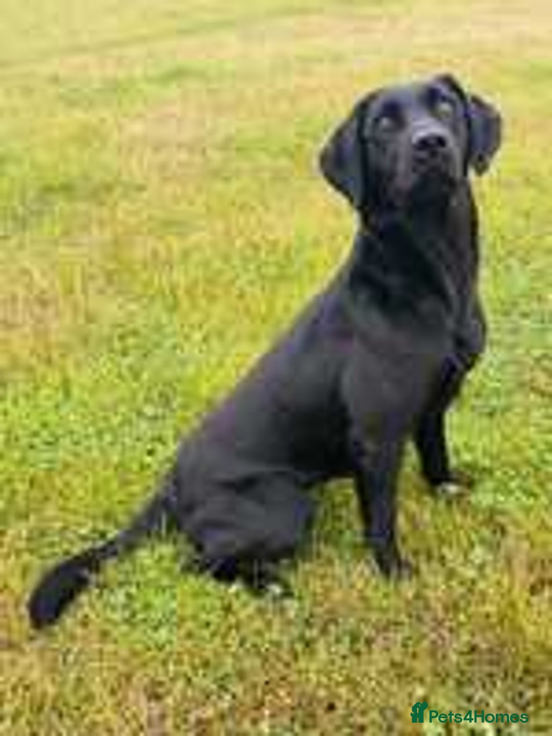 Labrador Retriever dogs for sale: Labrador Pups  - Image 2