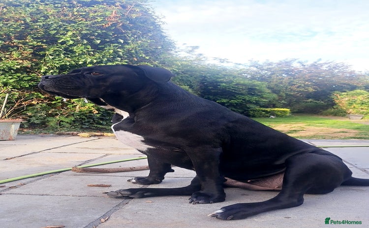 Cane Corso dogs - Advert 1
