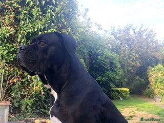 Cane Corso dogs - Advert 8