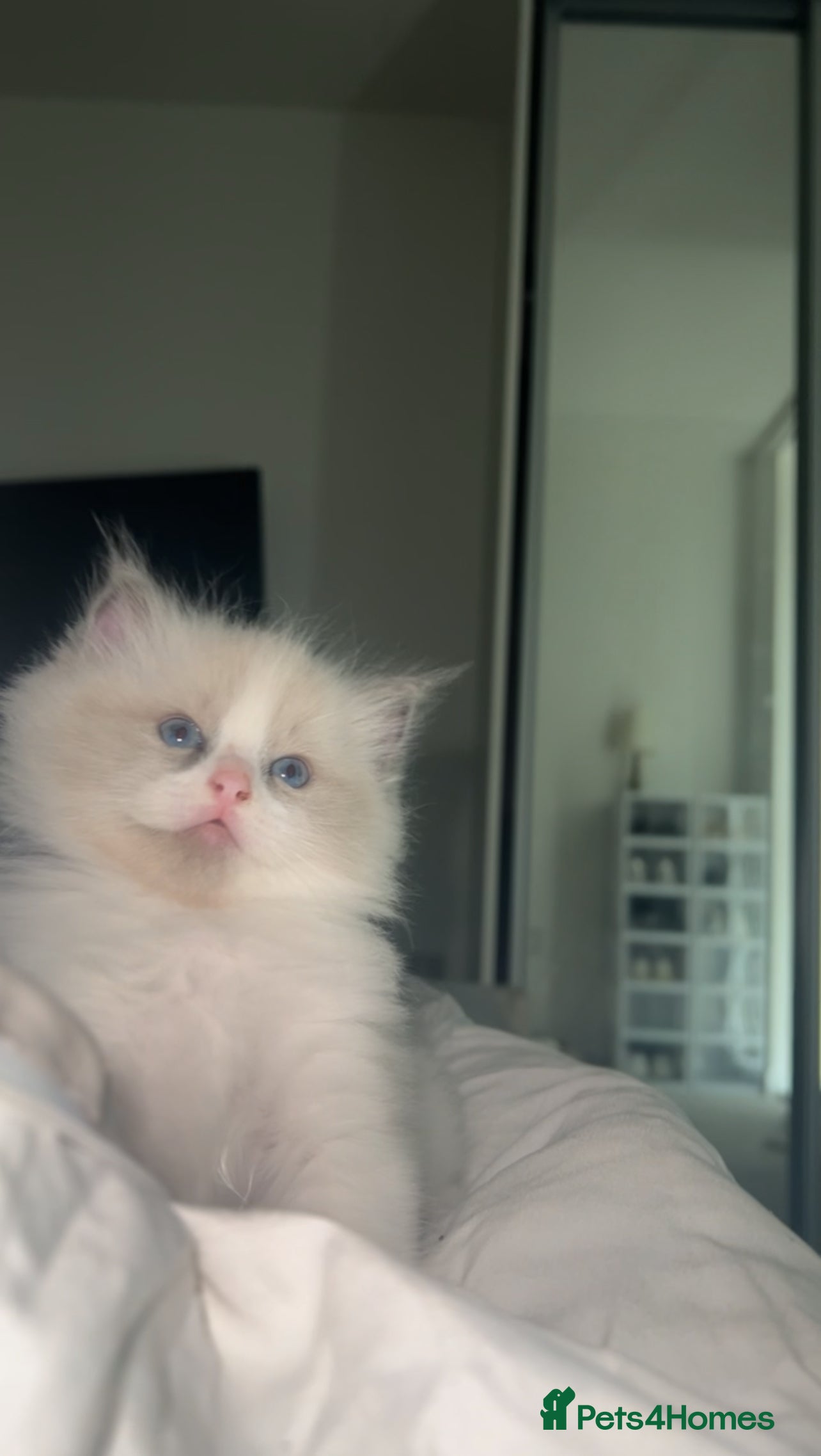 Ragdoll cats 😍 RARE BLUE LYNX POINT BICOLOR ENTIRE MALE 😍 - Advert 10