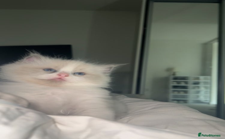 Ragdoll cats - Advert 3