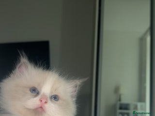 Ragdoll cats - Advert 10